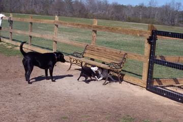 Dog Park at Kiesel Park photo 1